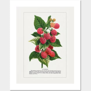 Cuthbert Raspberry lithograph (1900) Posters and Art